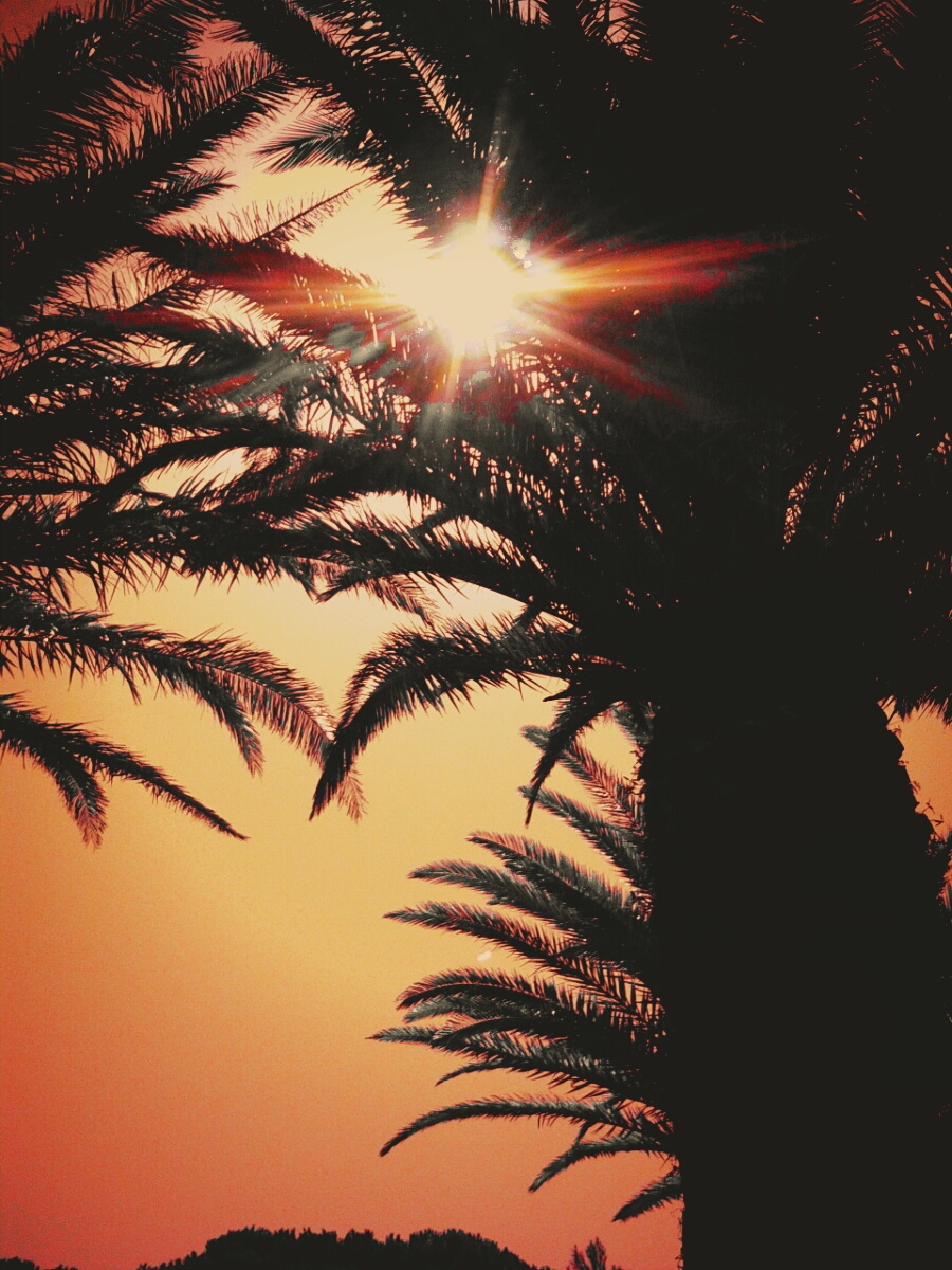 Sun Palms Tree Sky Crossprocess Habitat Image By Rd