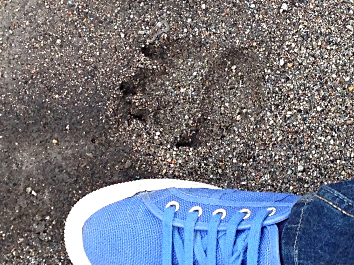 dog footprint shoes