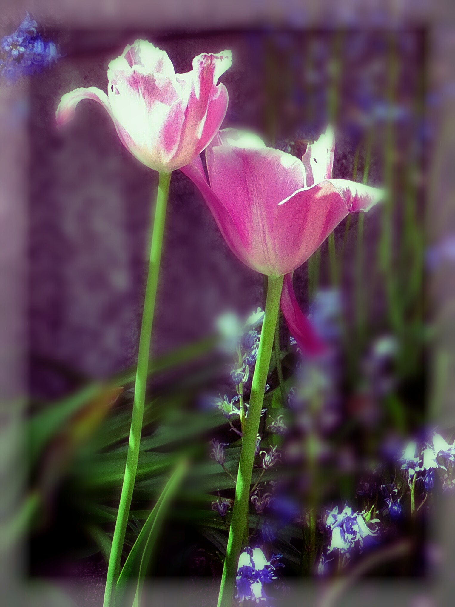 Good Afternoon ! photography hdr flower pink...