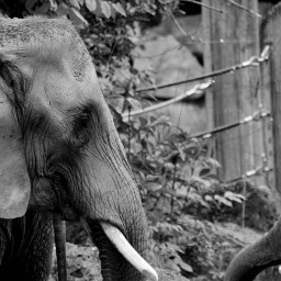 elephant instagram wppanimals