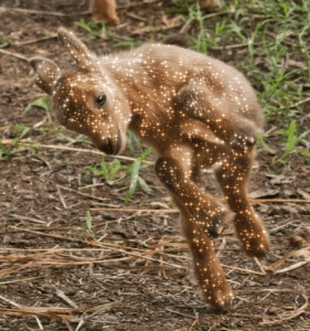 Hey Psst You No Not You The Other Gif By Send Help Hey Psst You No Not You The Other Gif By Send Help