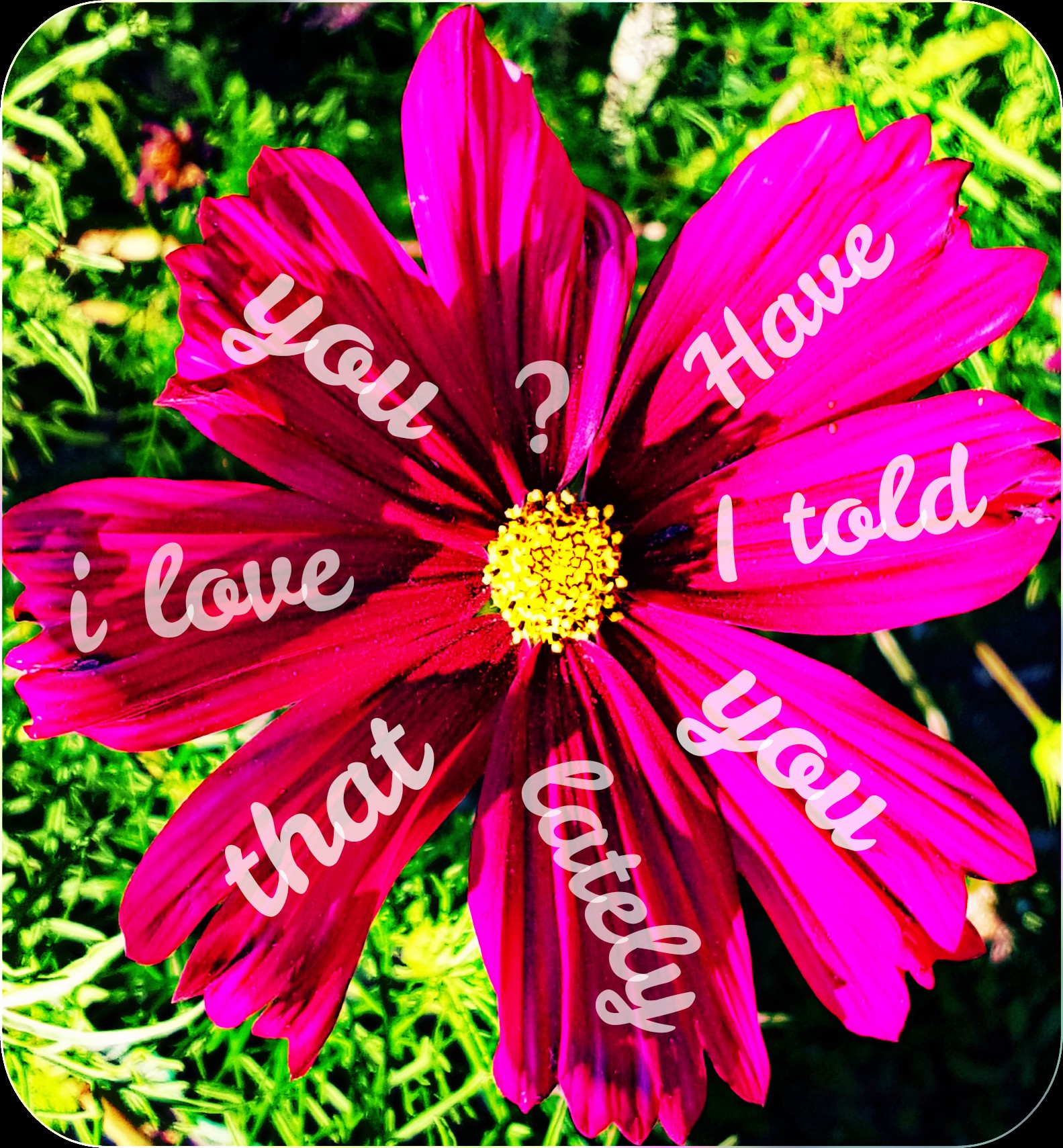flower words love emotions pink nature hdr...
