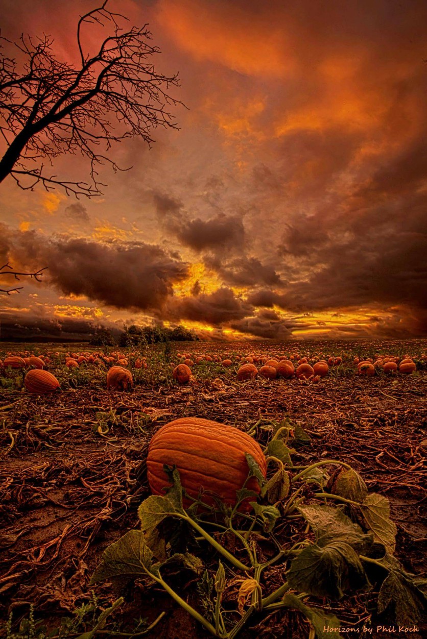 Horizons by Phil Koch. autumn pumpkins harvest Horizo...